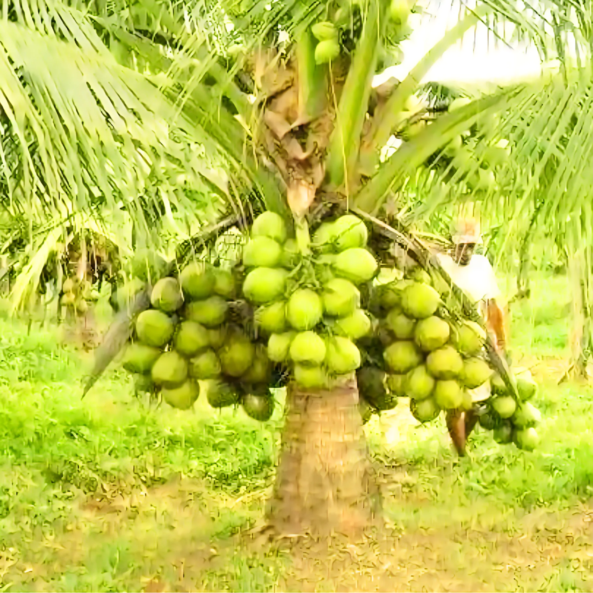 green dwarf coconut