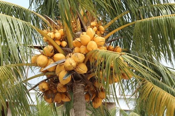 yellow dwarf coconut