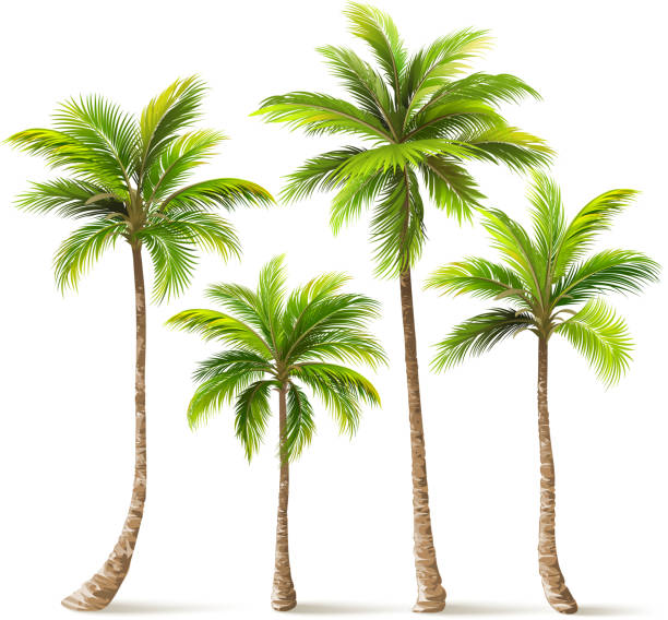 palm trees with shadow isolated on white. vector illustration