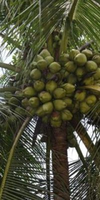 chowghat dwarf green coconut