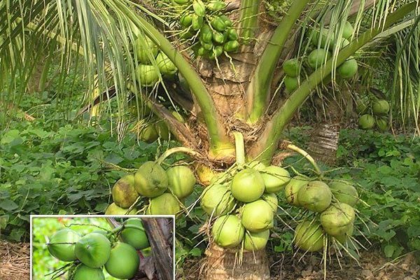malayan dwarf coconut