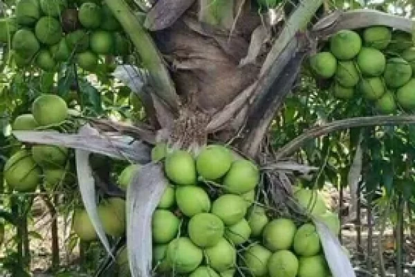 silon coconut