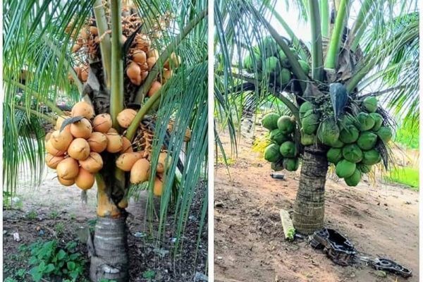 ceylon green & yellow coconut